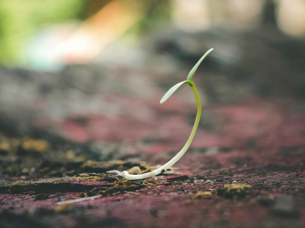 We are the&nbsp;Dreamers